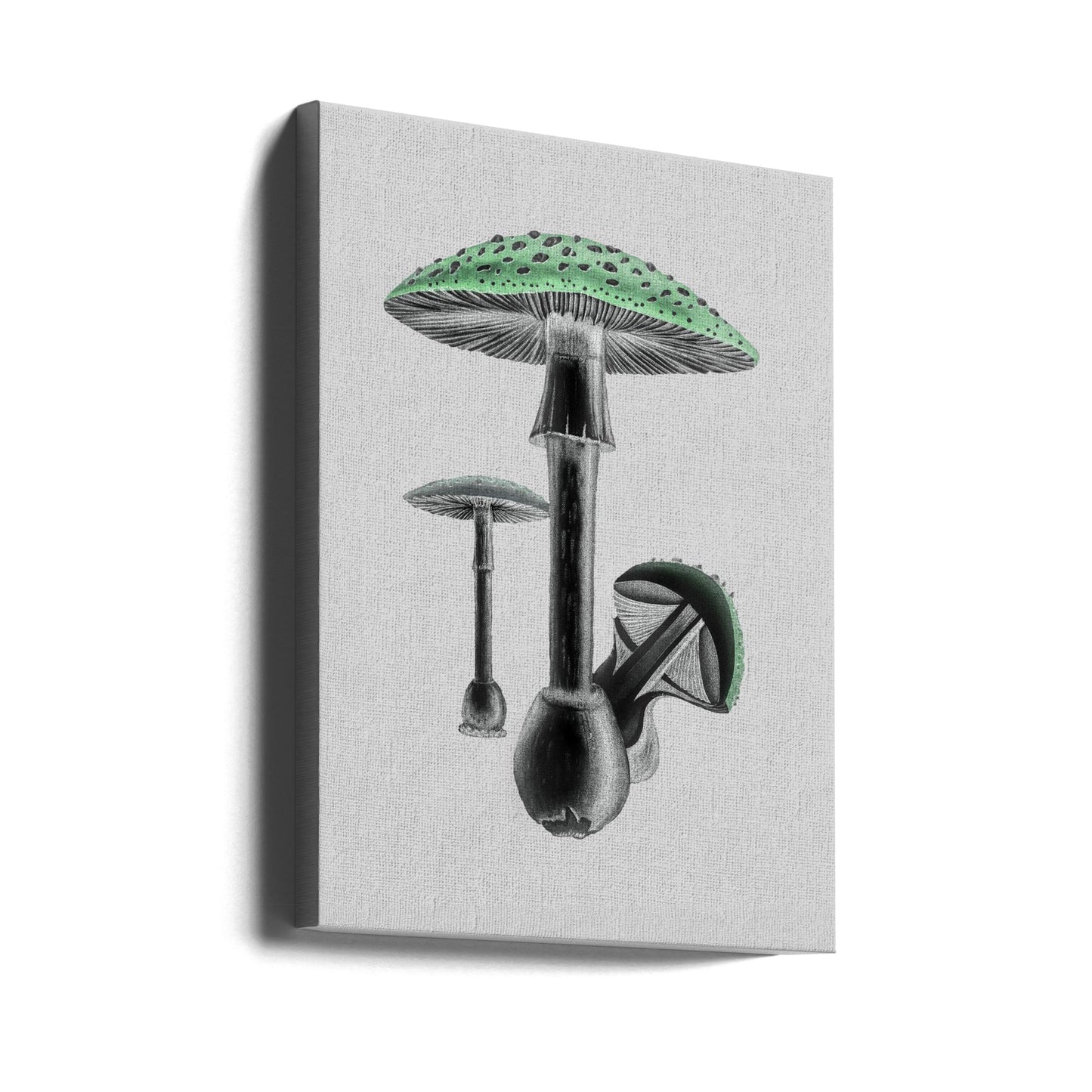 Amanita Muscaria Fondo Blanco Verde | Impresiones en Lienzo