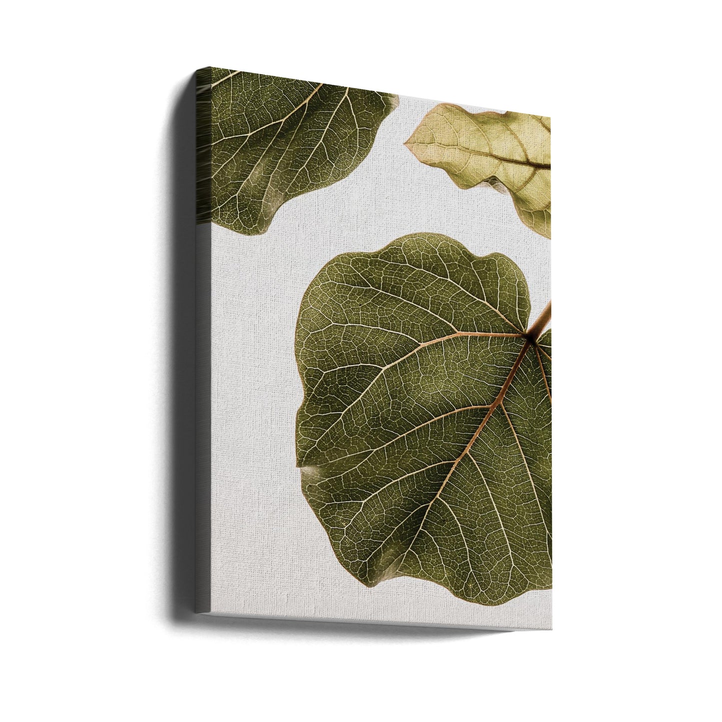 Abutifolia Nr. 2 | Leinwand-Bilder