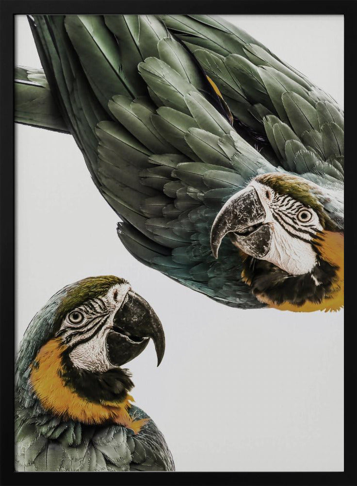 Amazonia | Poster