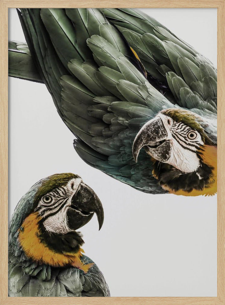 Amazonia | Poster