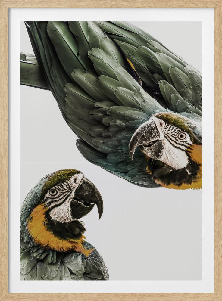Amazonia | Poster