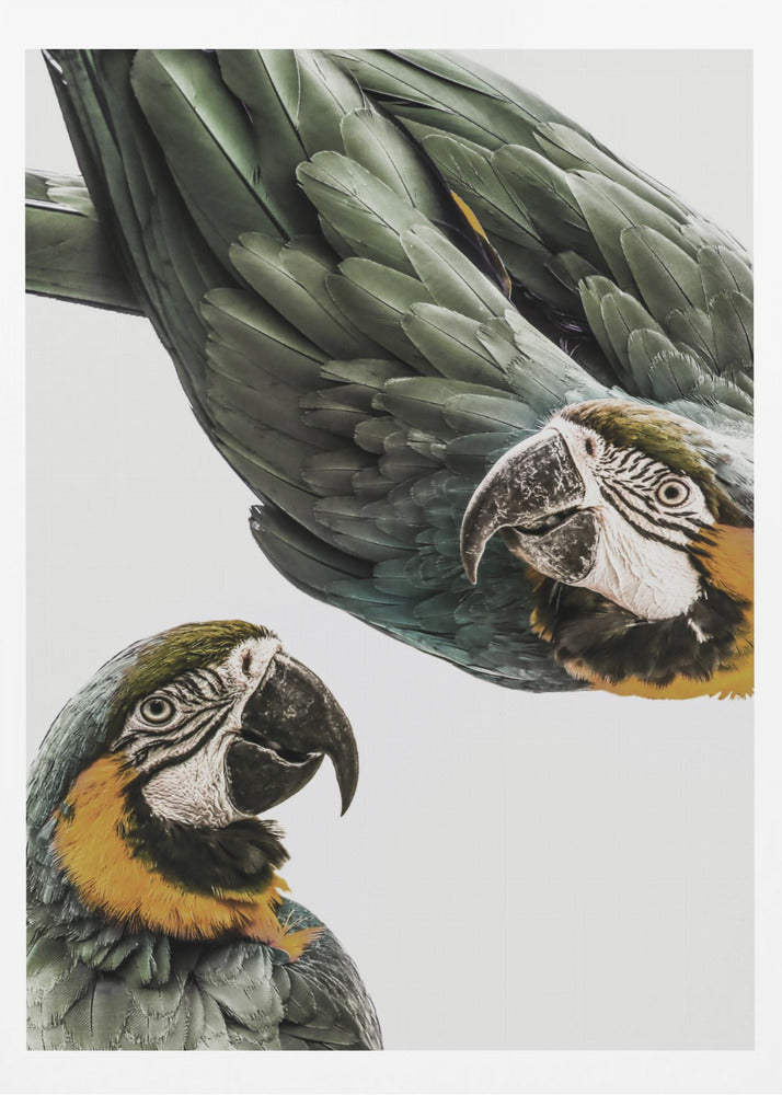 Amazonia | Poster