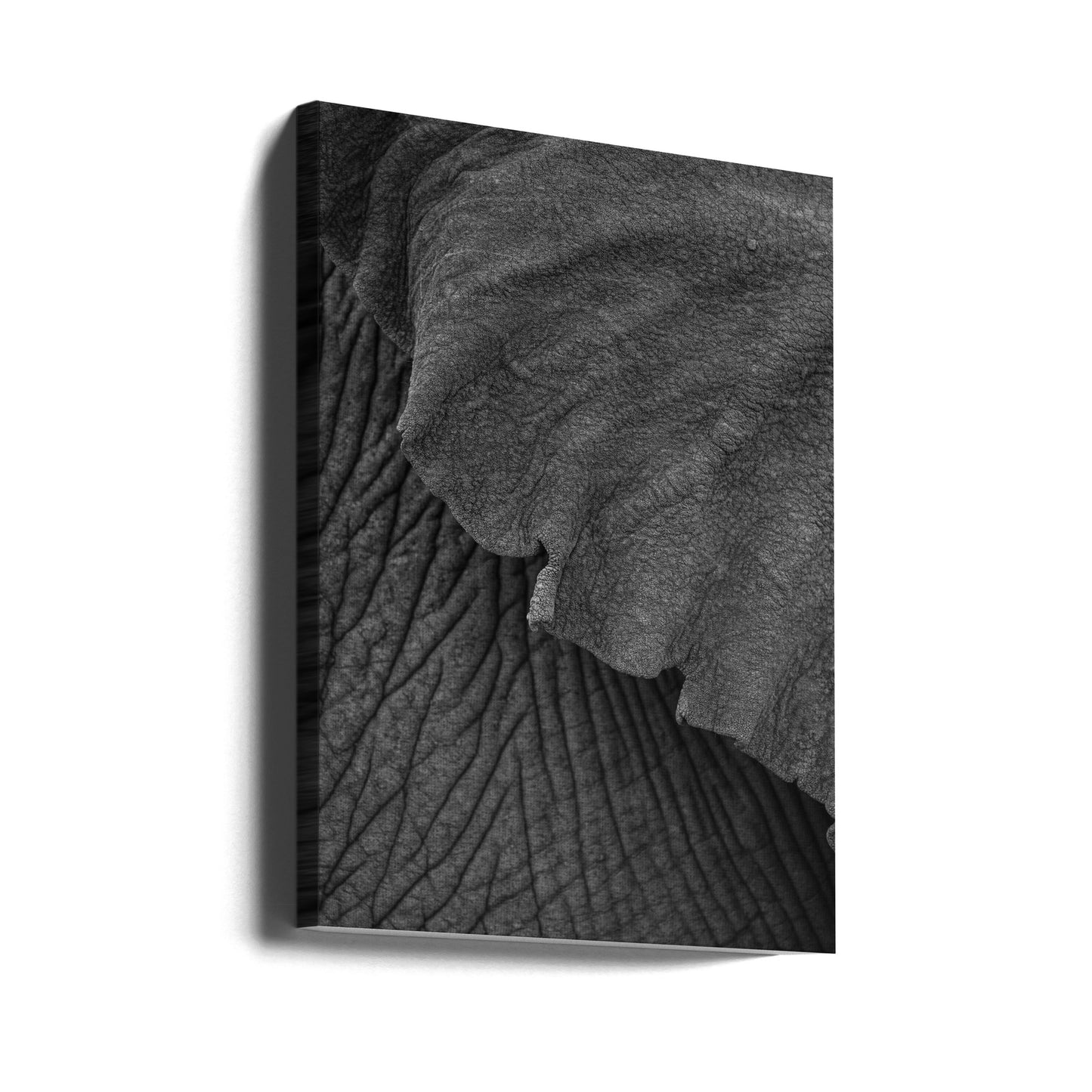 Olifant 02 | Canvasprints