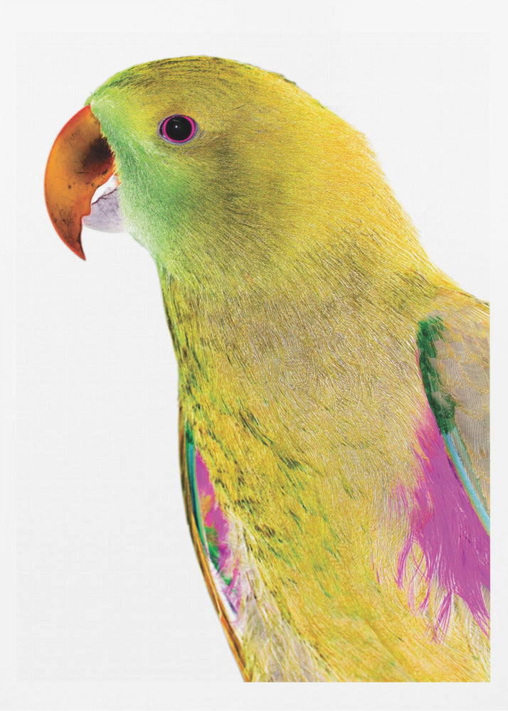 Vibrant Parrot Profile | Poster