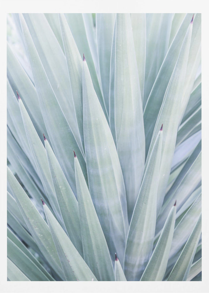 Azure Agave Dance | Poster
