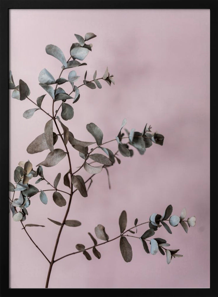 Eukalyptus 12 | Poster