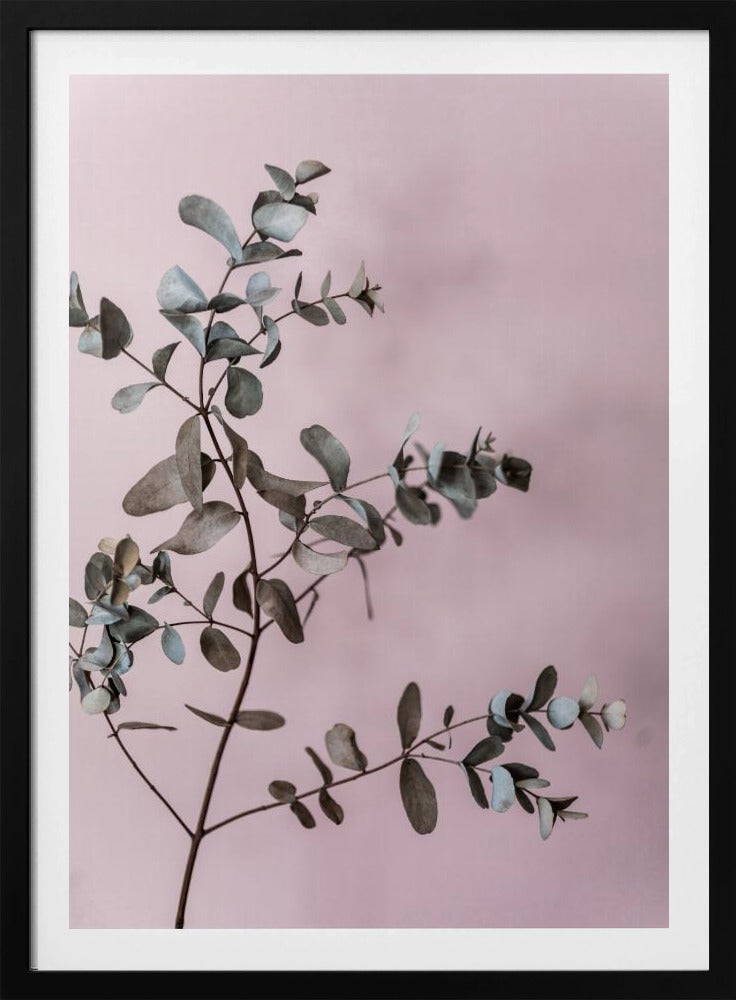 Eukalyptus 12 | Poster