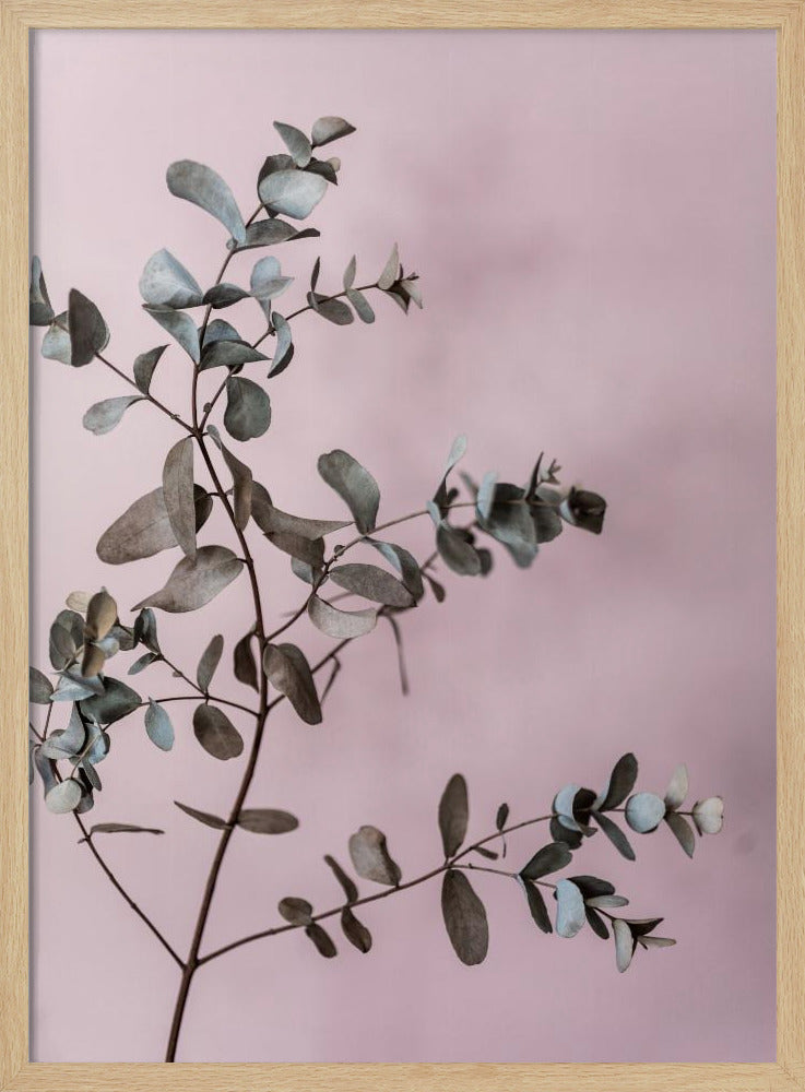 Eukalyptus 12 | Poster