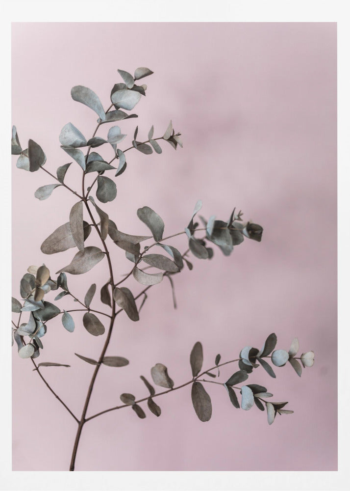 Eukalyptus 12 | Poster