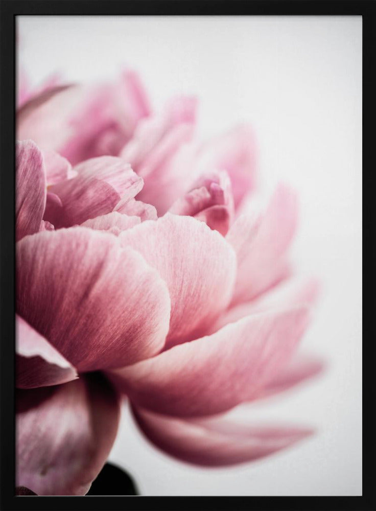 Peony 1 | Poster