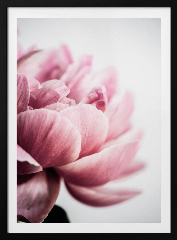 Peony 1 | Poster