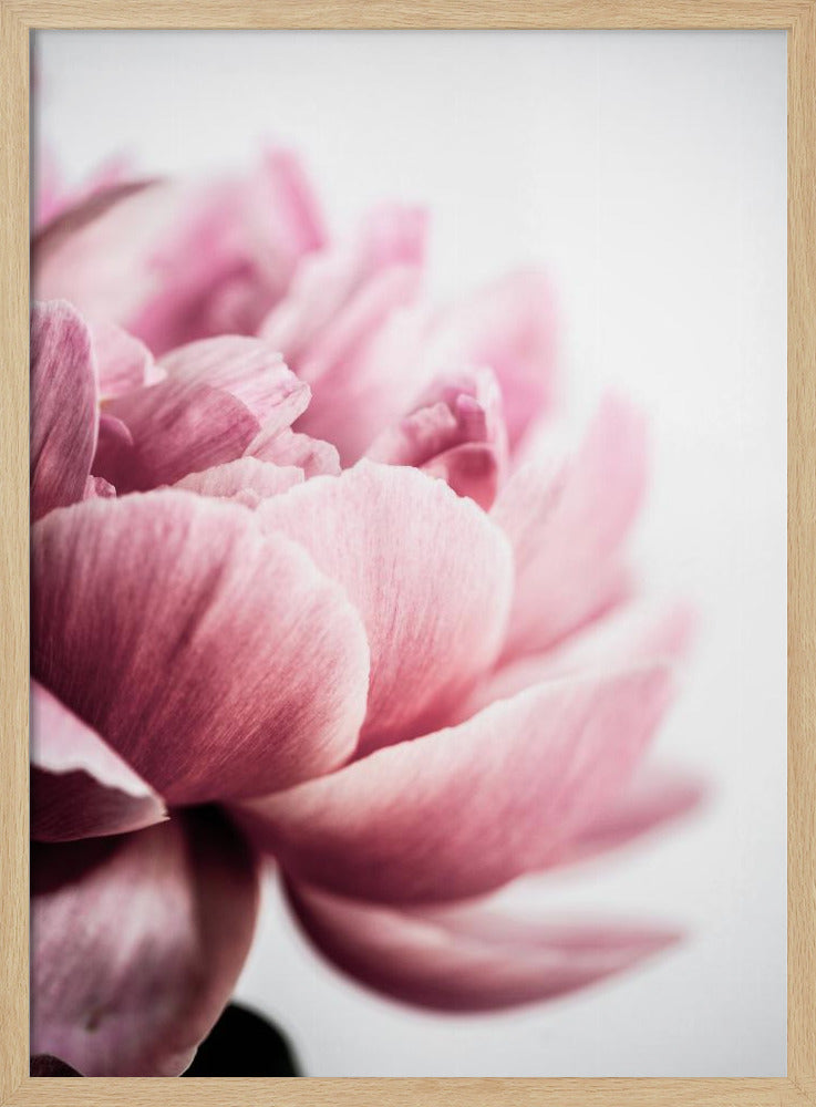 Peony 1 | Poster