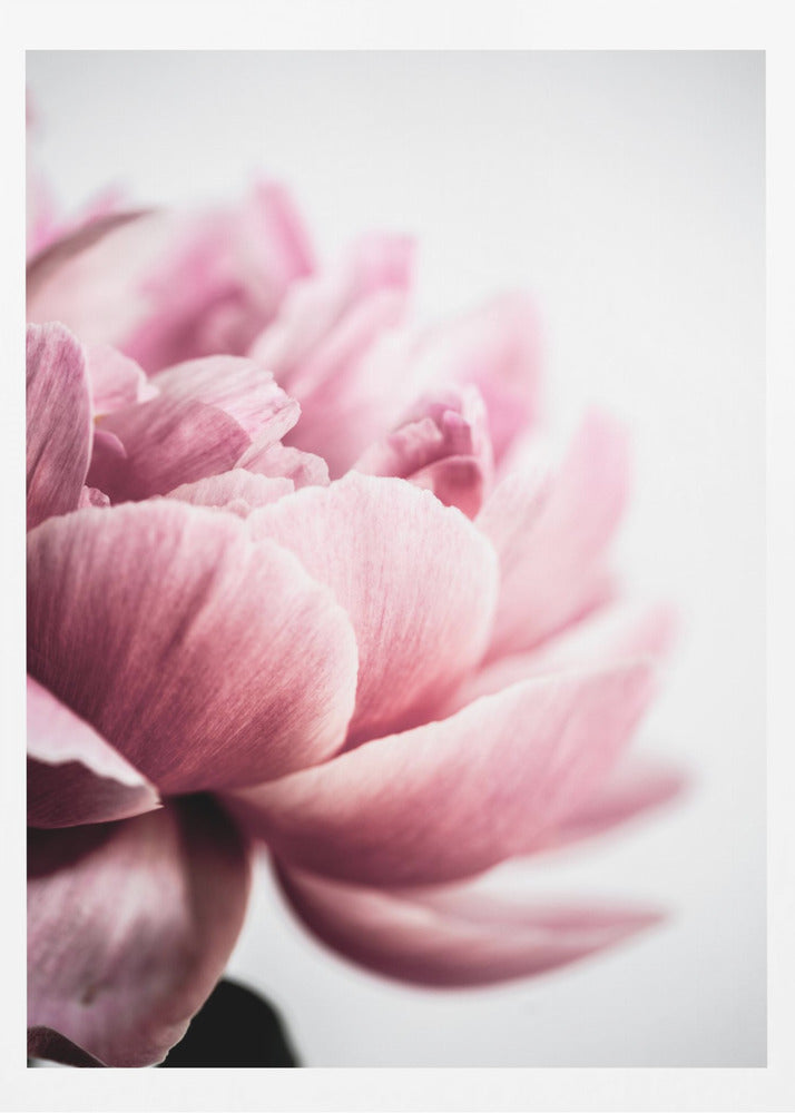 Peony 1 | Poster