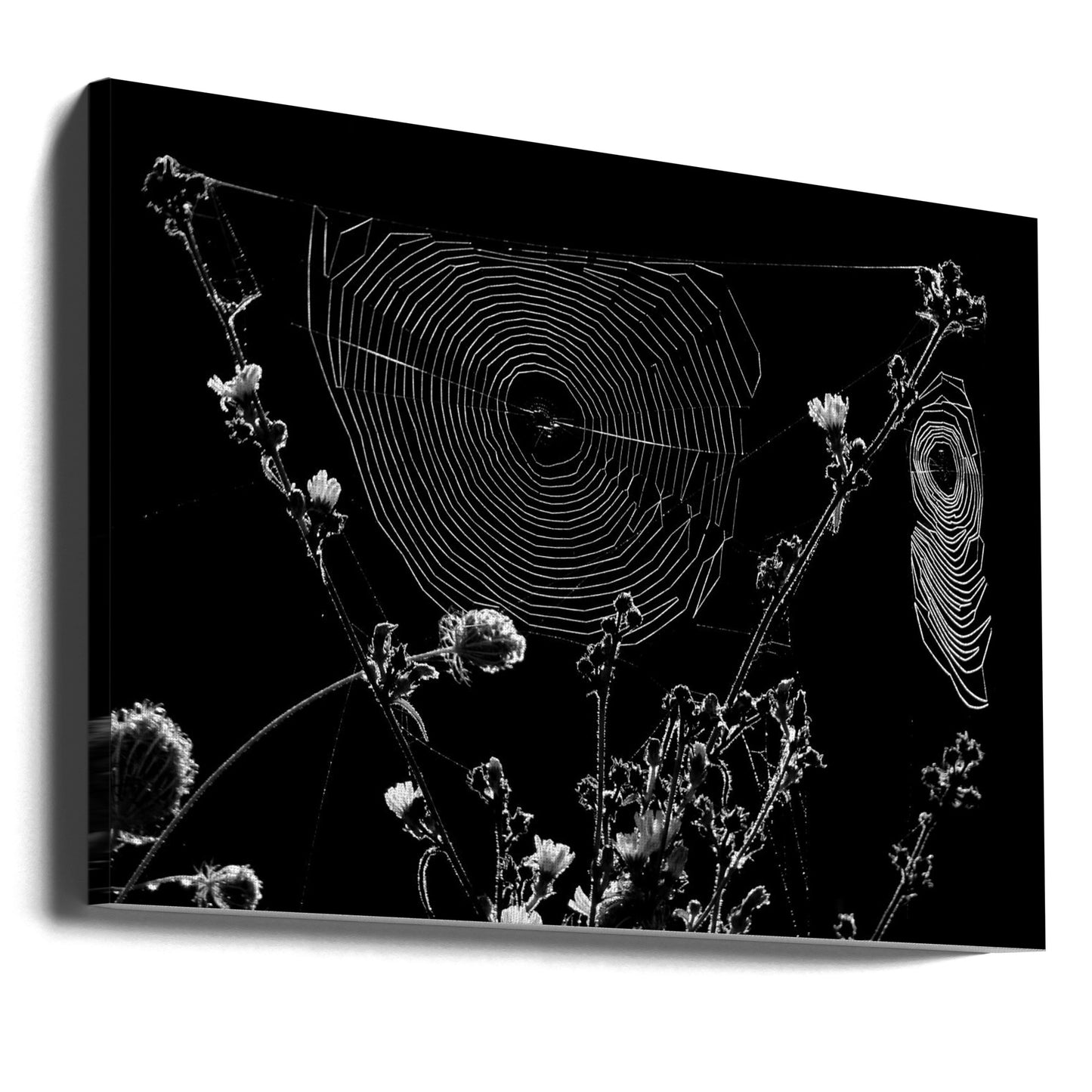 Spindelnät | Canvas
