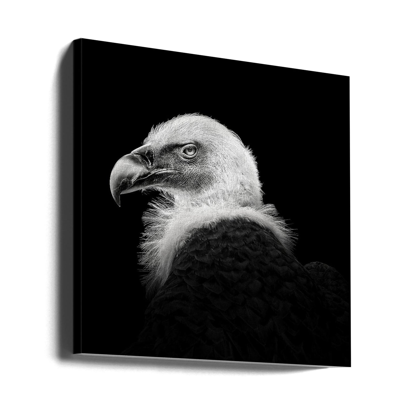 Griffon d'Eurasie #7 | Tableaux sur Toile