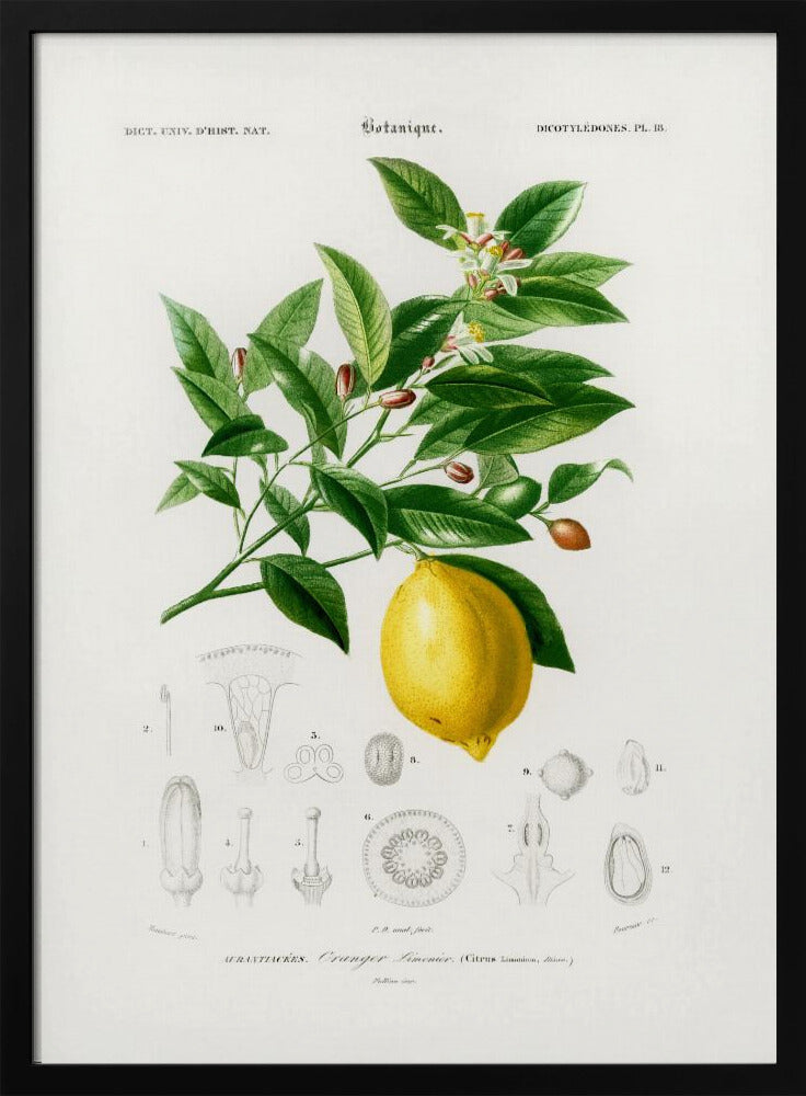 Citron (citrus Limonium) | Affisch