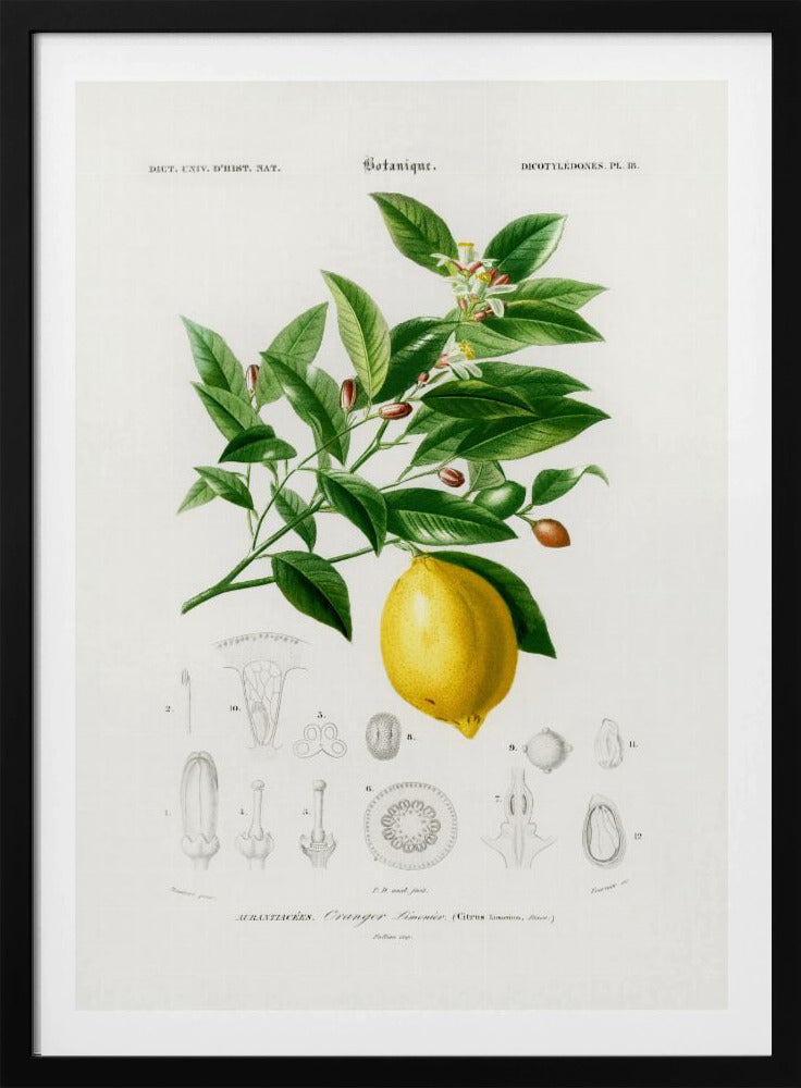 Citron (citrus Limonium) | Affisch