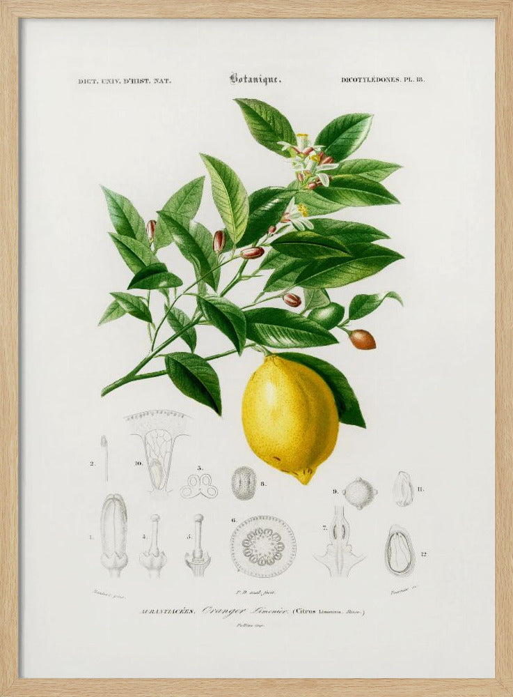 Citron (citrus Limonium) | Affisch