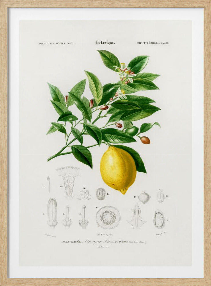 Citron (citrus Limonium) | Affisch