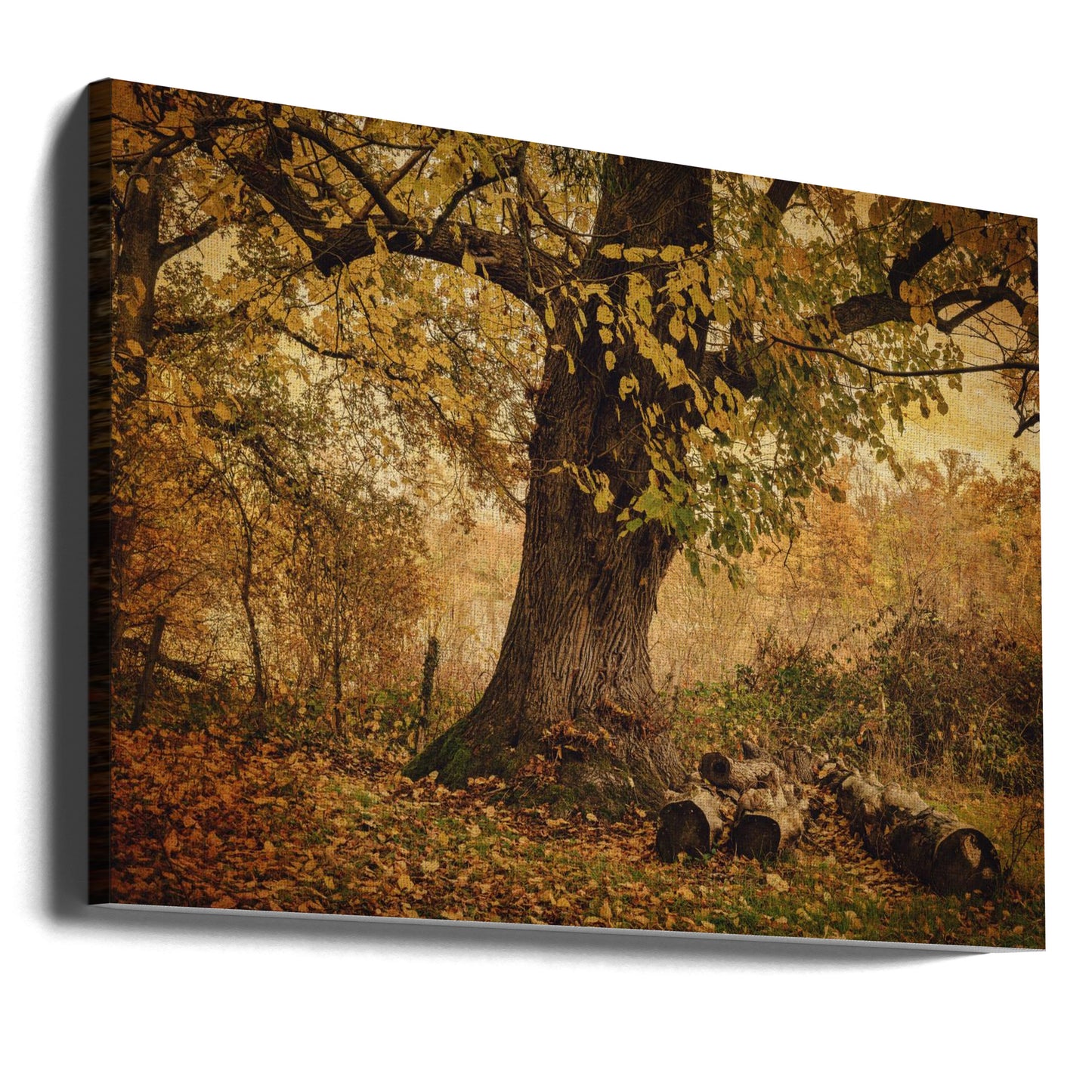 Alter Baum | Leinwand-Bilder