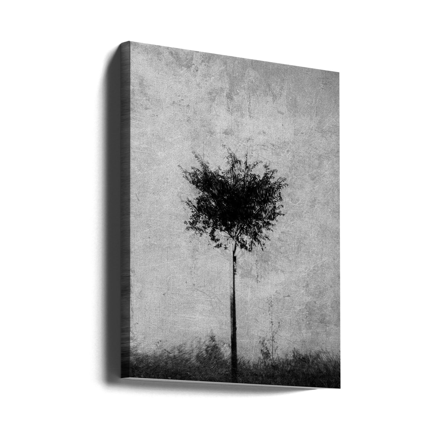 Albero in bianco e nero | Stampe su Tela