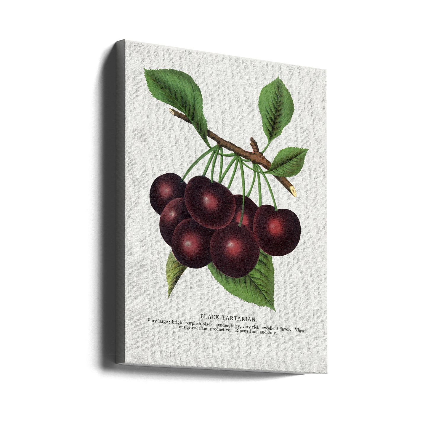 Lithografie der Schwarzen Tatarischen Kirsche | Leinwand