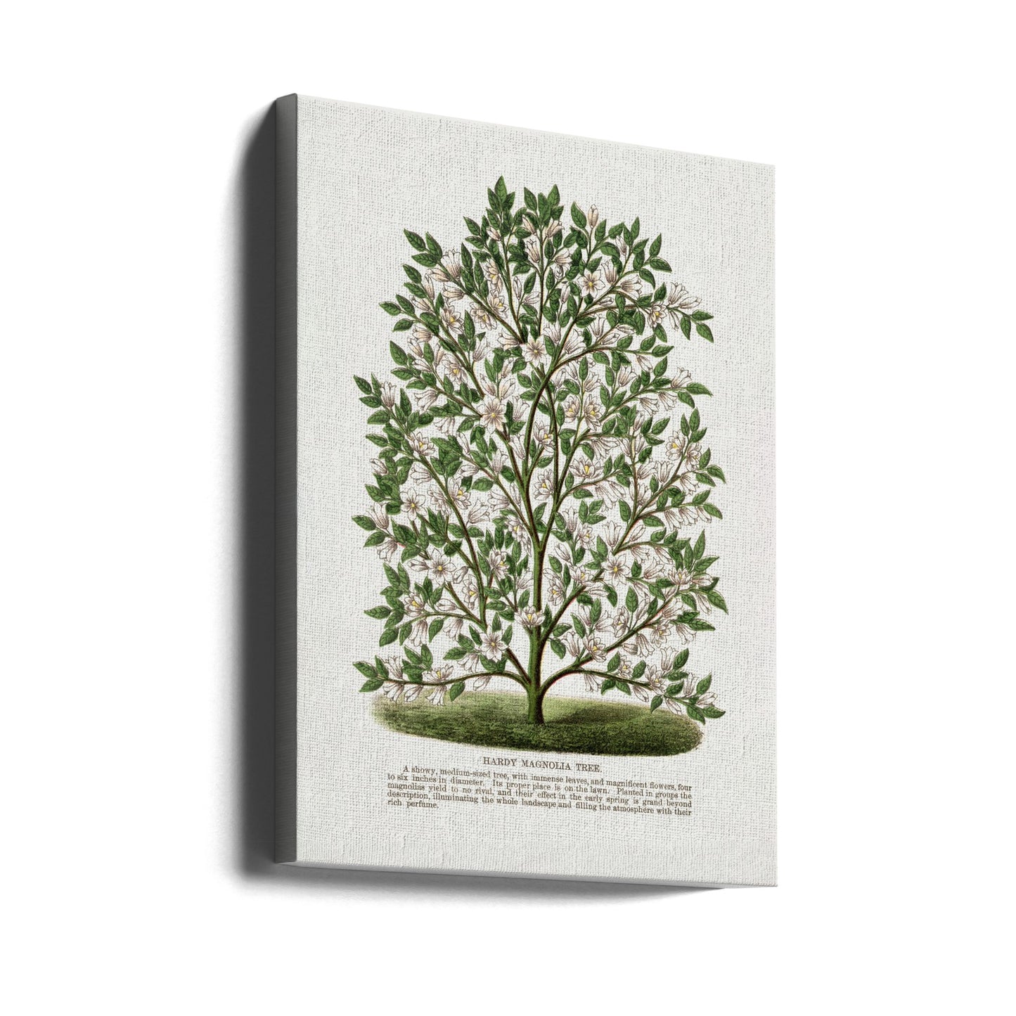 Lithographie d'un magnolia rustique | Tableaux sur Toile