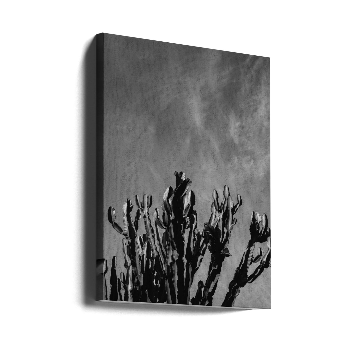 Monochromer Kaktushimmel | Leinwand-Bilder