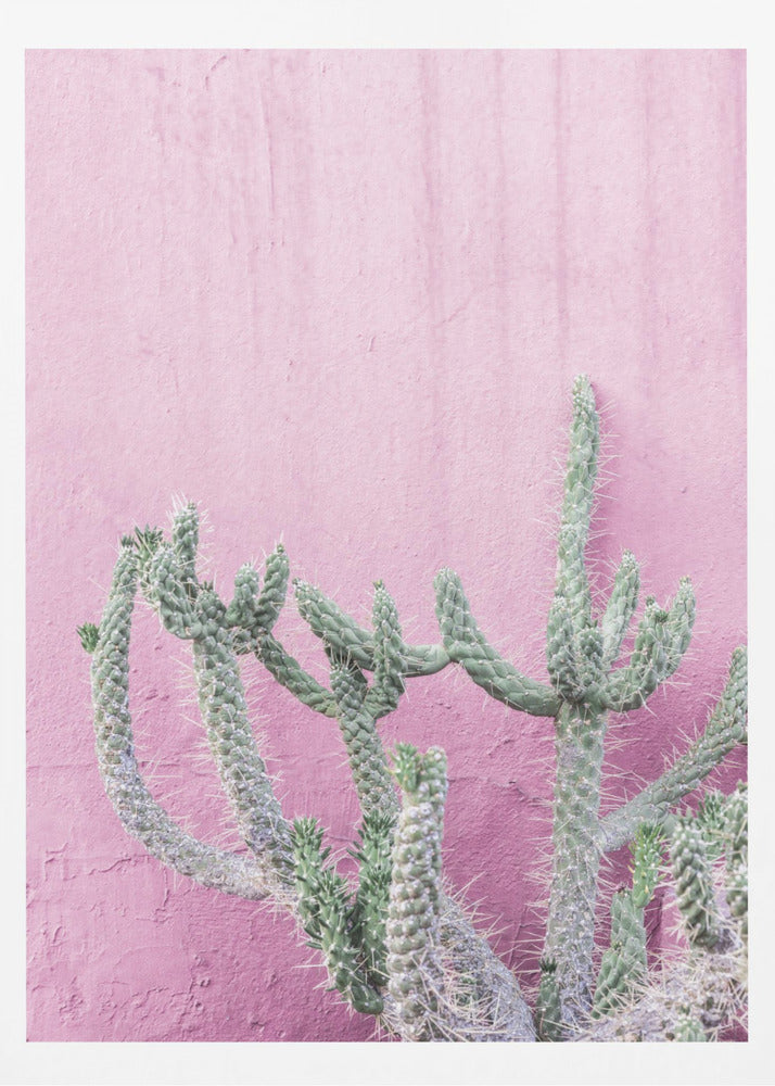 Cactus On Pink | Poster