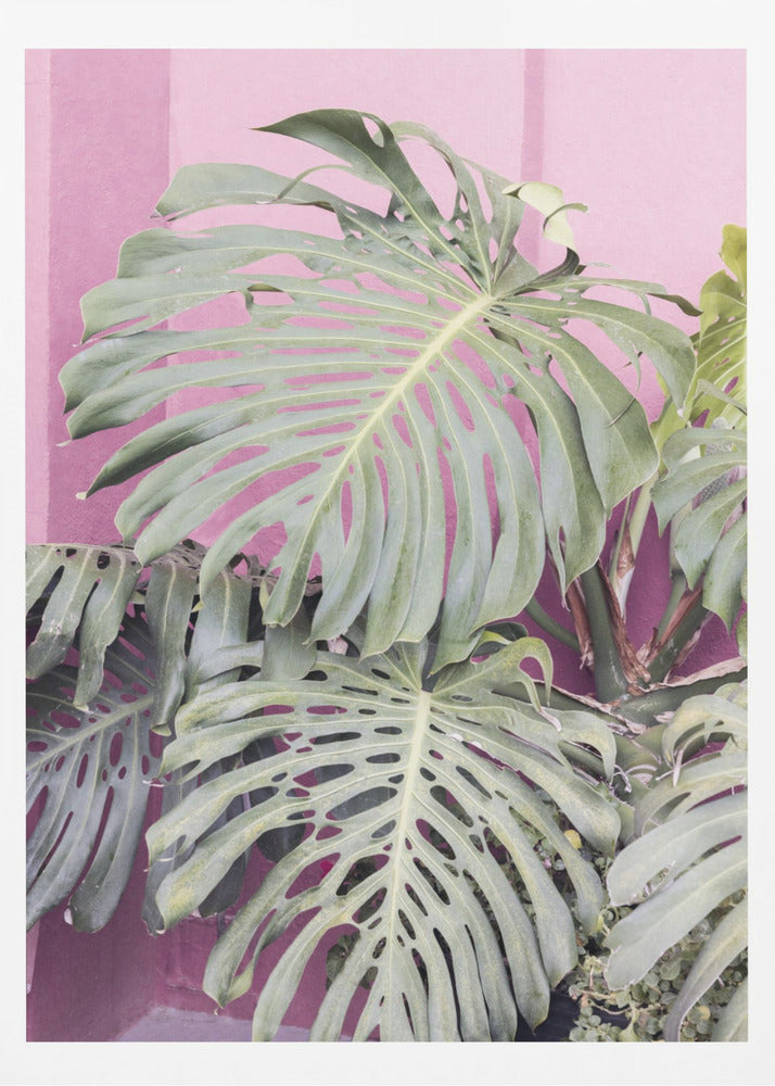 Monstera leaf La Muralla | Poster