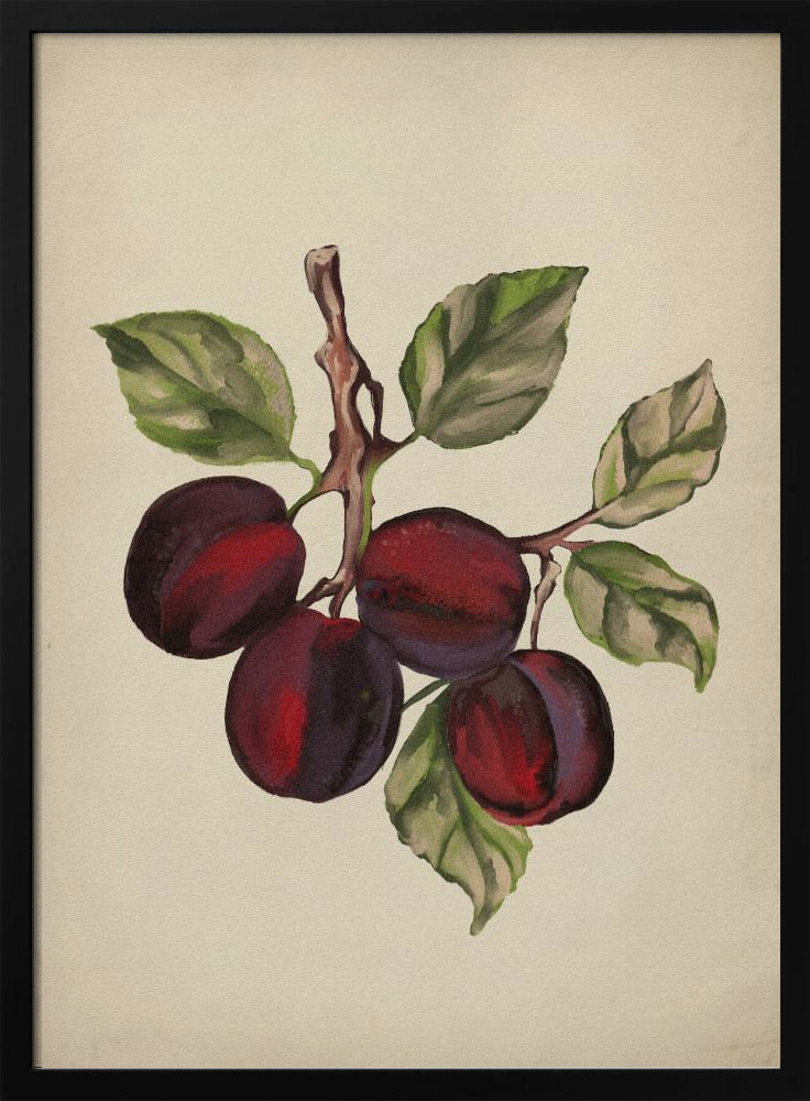 Vintage fruktsamling | Poster