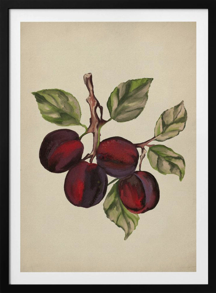 Vintage fruktsamling | Poster