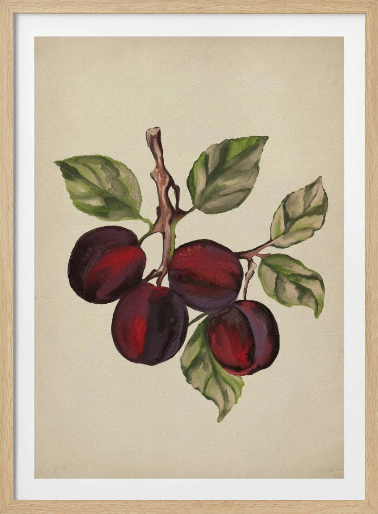 Vintage fruktsamling | Poster