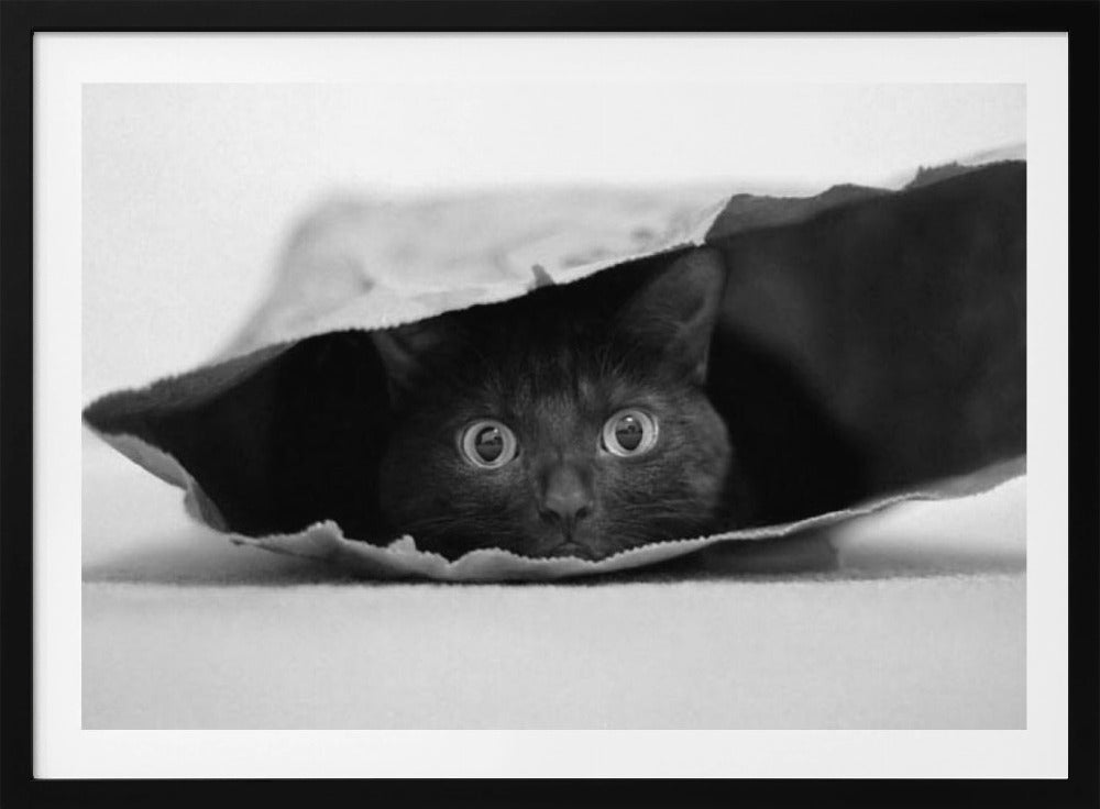 Katze im Sack | Poster - Kunstdruck