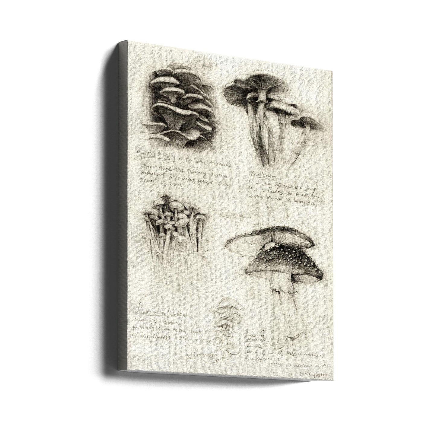 Divers champignons botaniques | Tableaux sur Toile