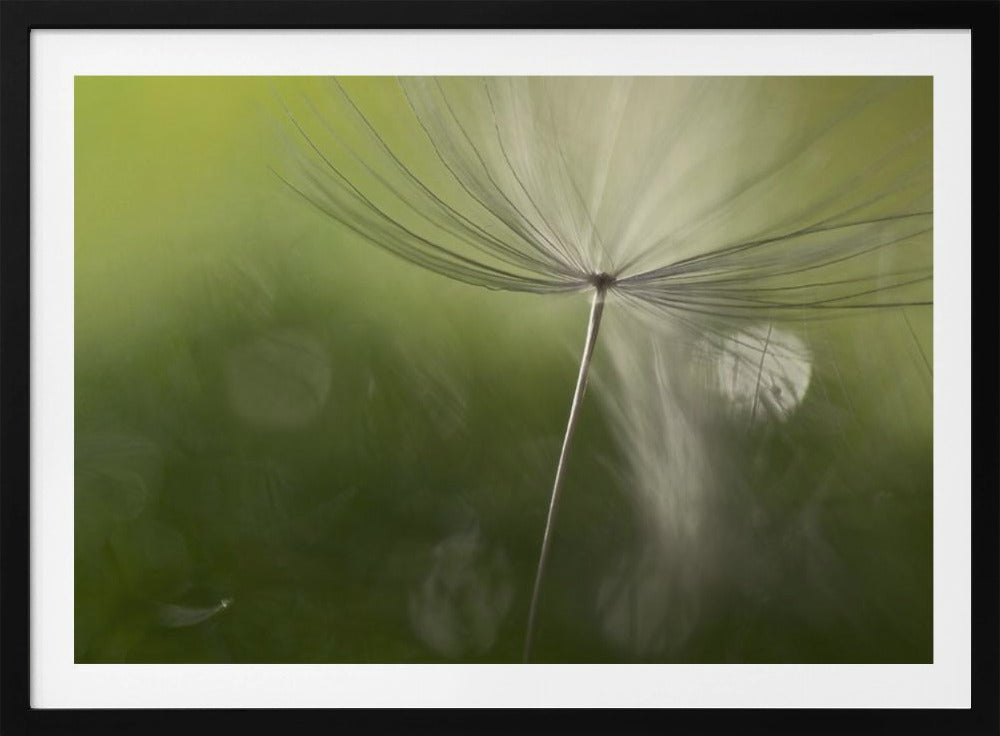 Ombres dans le vert | Posters - Affiche Artistique