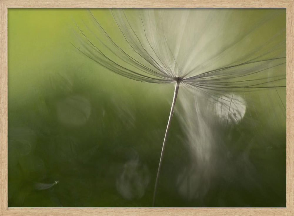 Ombres dans le vert | Posters - Affiche Artistique