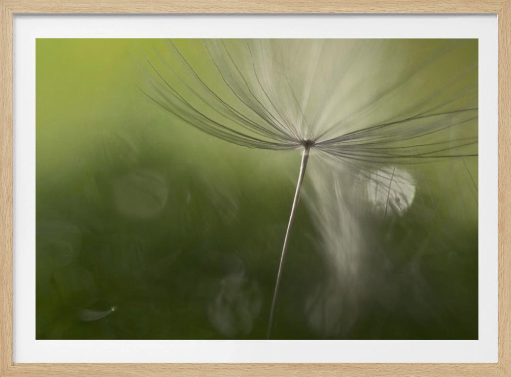 Ombres dans le vert | Posters - Affiche Artistique