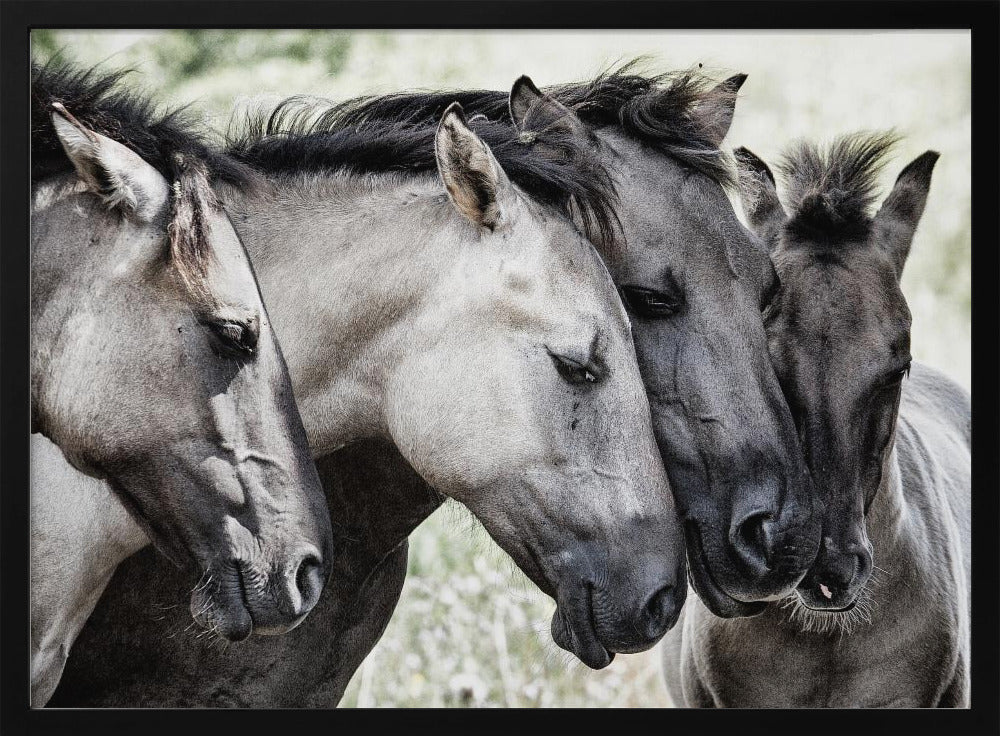 Cuatro caballos Konik | Posters - Impresiones de Arte