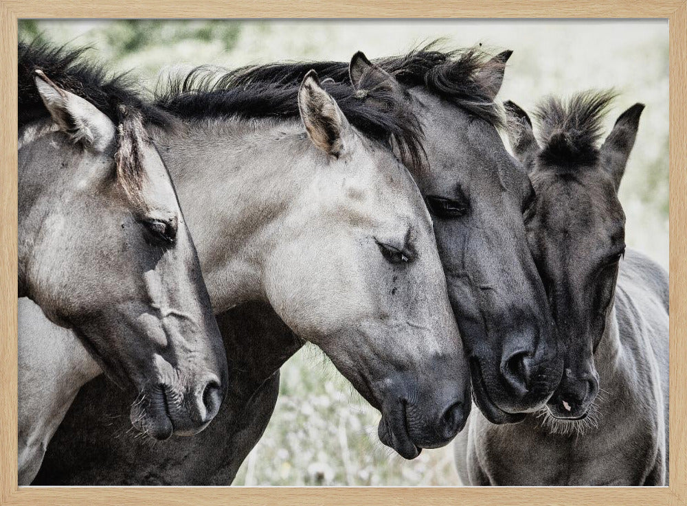 Cuatro caballos Konik | Posters - Impresiones de Arte