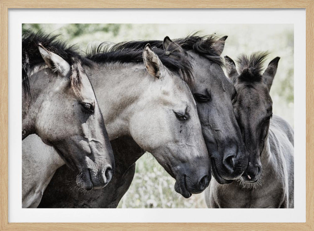 Cuatro caballos Konik | Posters - Impresiones de Arte