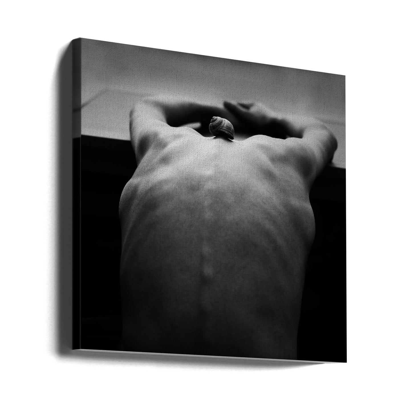 cochlée | Tableaux sur Toile