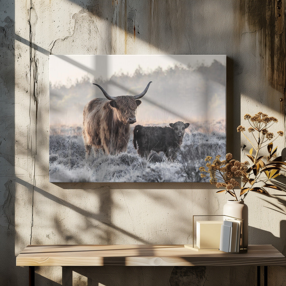 Highlander und Kalb | Leinwand-Bilder