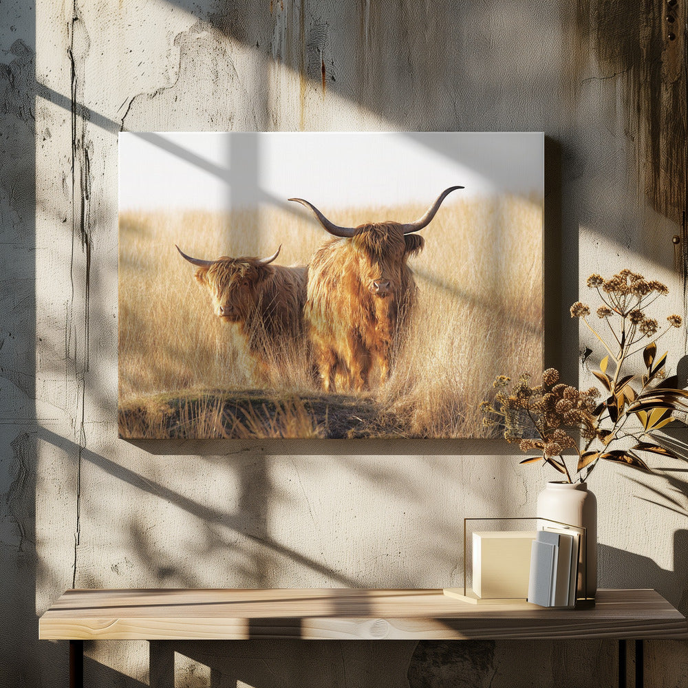Jeunes et vieux Highlanders | Tableaux sur Toile