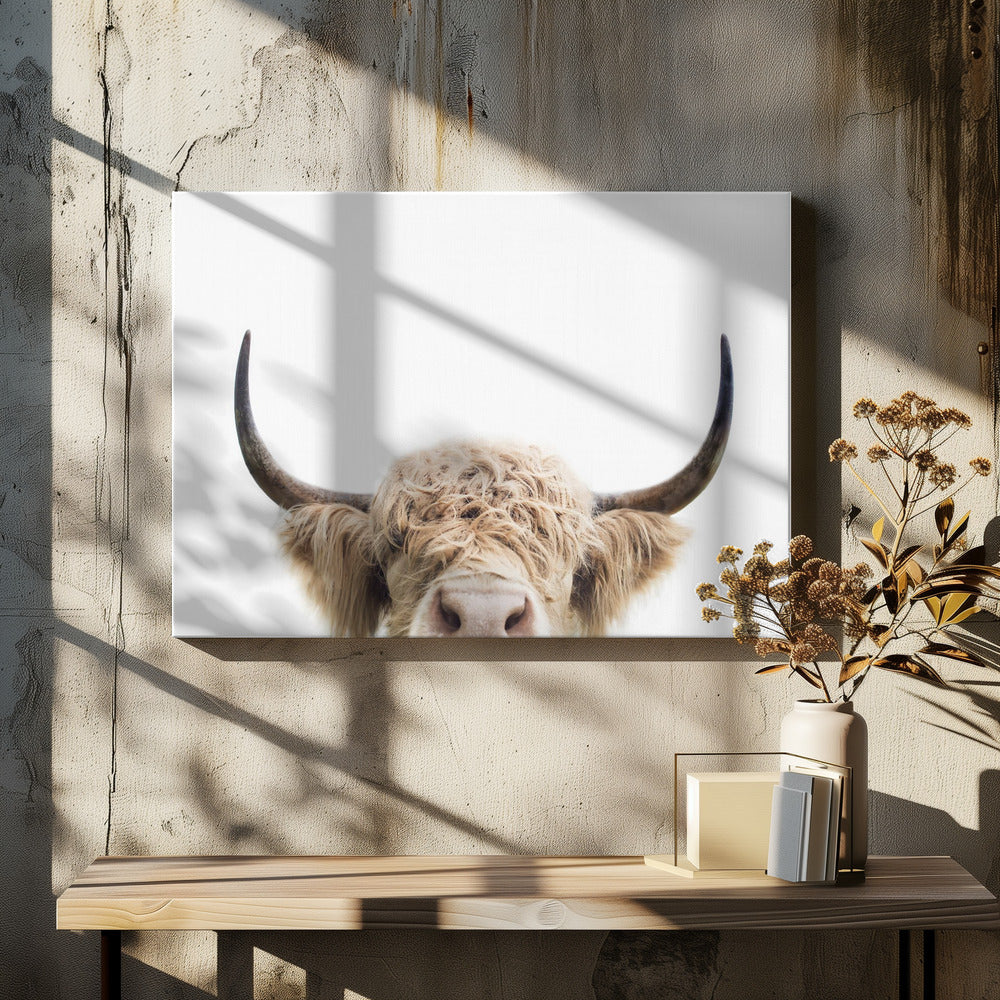 Vaca que mira fijamente Impresiones en Lienzo