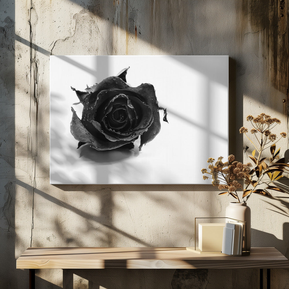 Zwarte Roos | Canvasprints