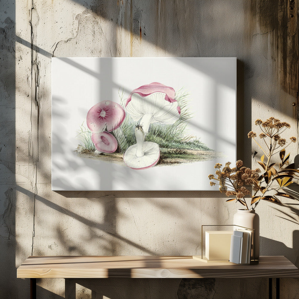 Vintage Russula Emetica-svamp | Lærredsbilleder
