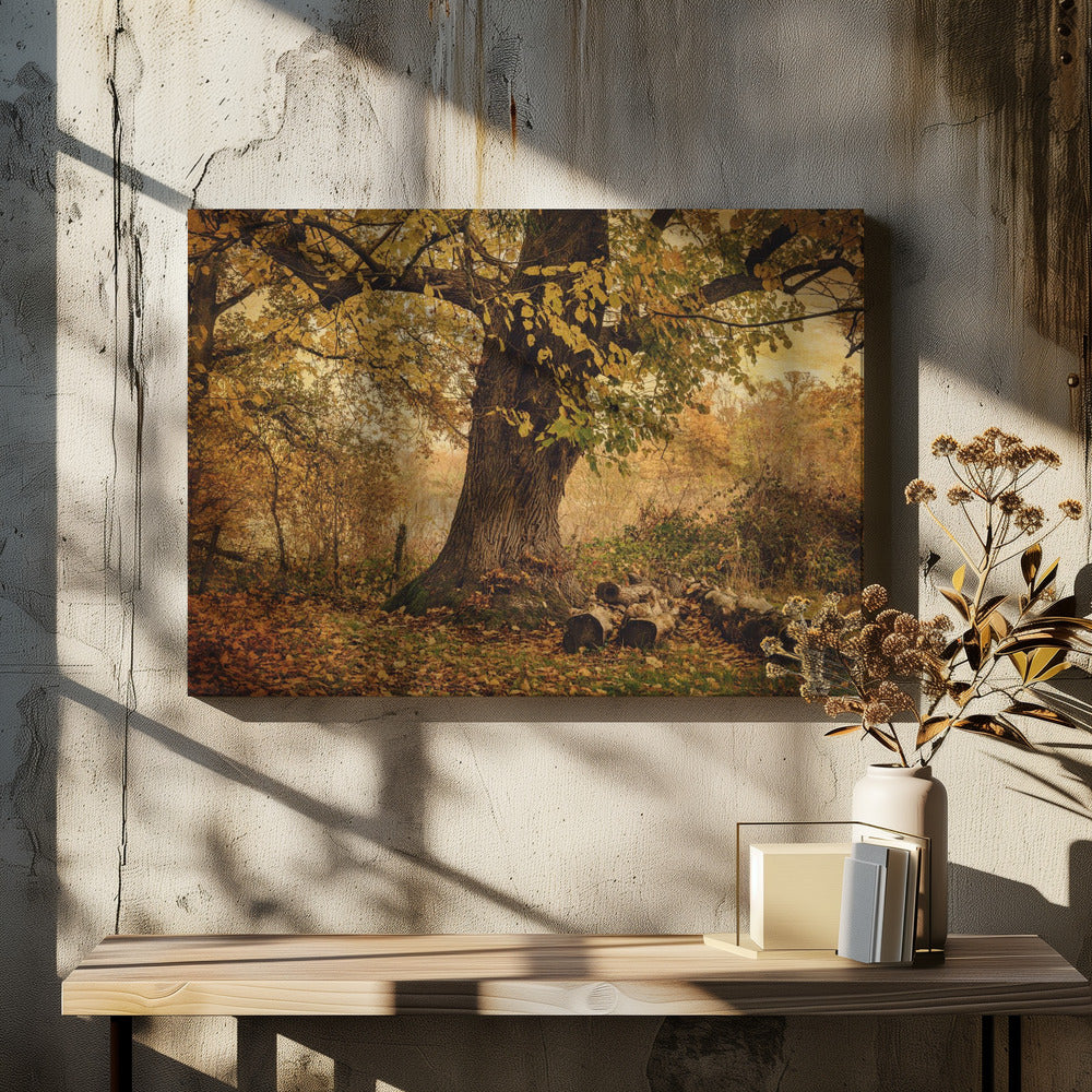 Alter Baum | Leinwand-Bilder