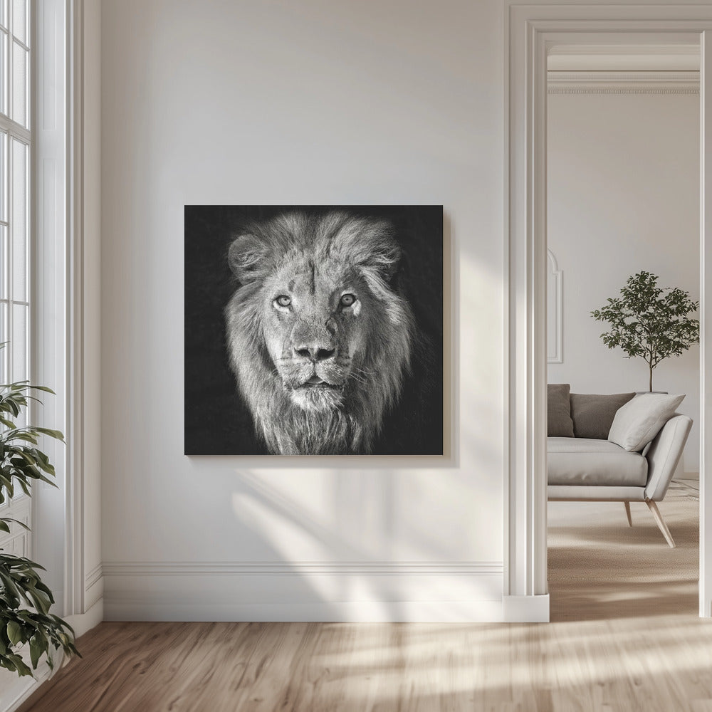 Lejonporträtt - Panthera Leo | Canvas