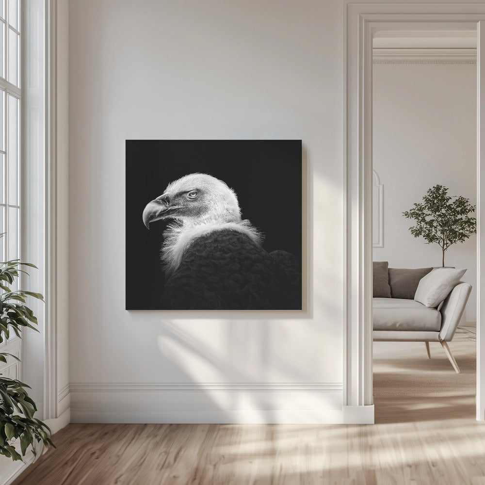 Griffon d'Eurasie #7 | Tableaux sur Toile